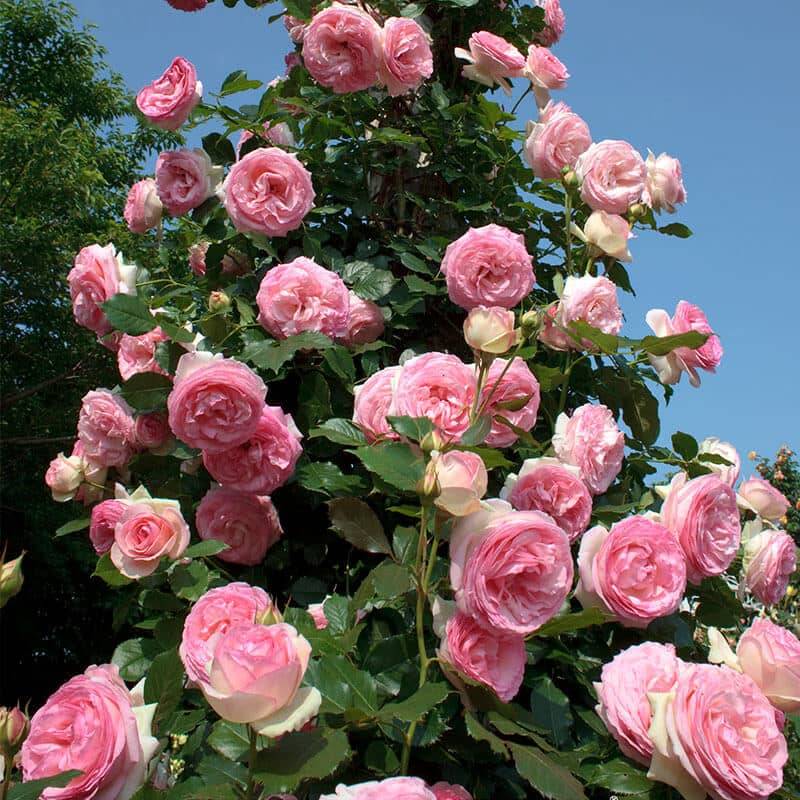 Rosier 