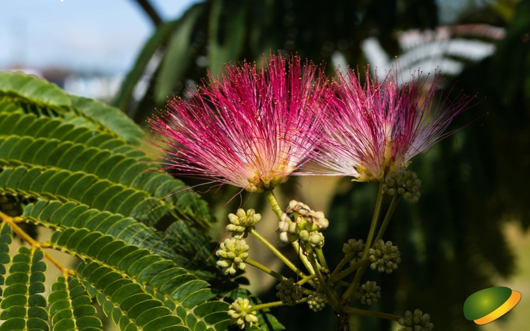 albizia 