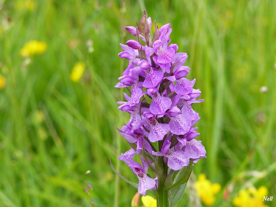 Orchis élevé