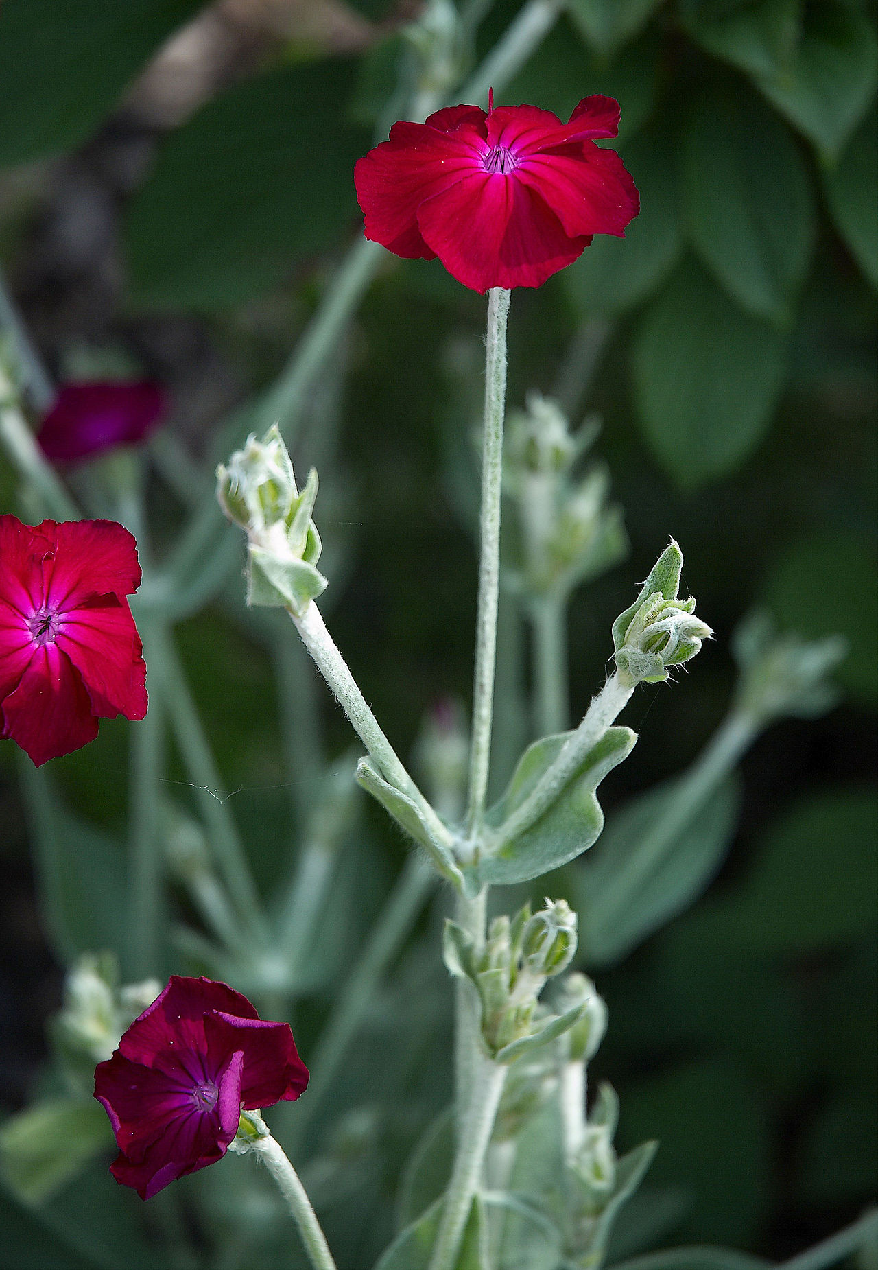Impatiens Glanduilifera