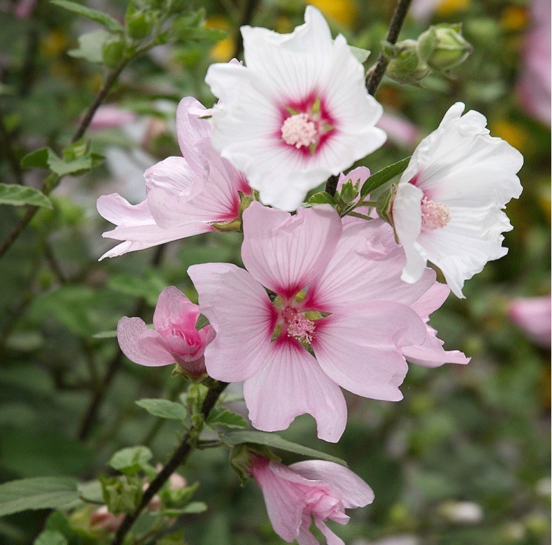 Coquelourde des jardins 