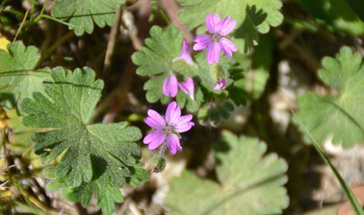 Lavatère à grandes fleurs