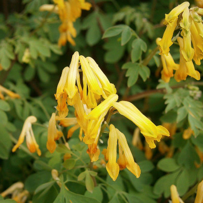 Géranium à feuilles molles 