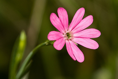 pourpier à grandes fleurs 