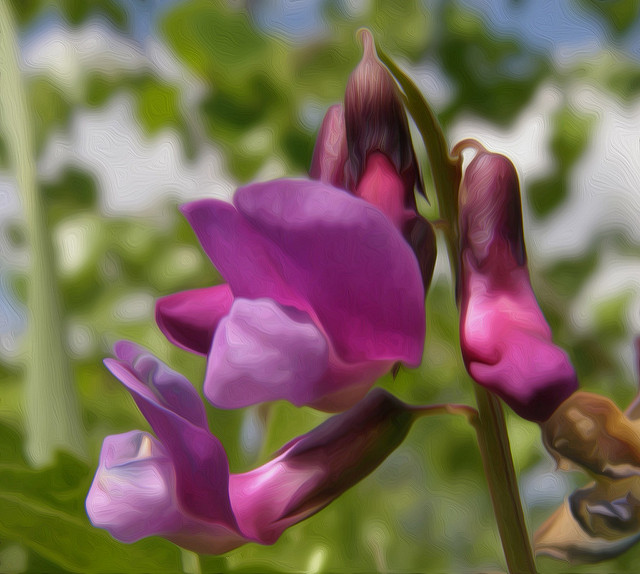 Gesse de printemps