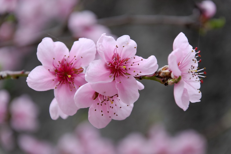 Les fleurs de cerisiers