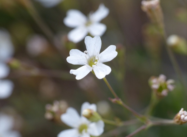 Gypsophile des moissons
