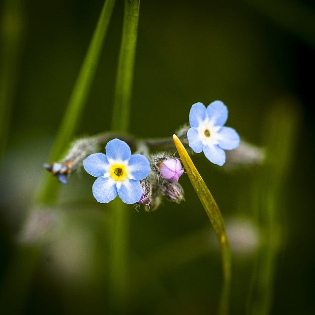Myosotis des champs 