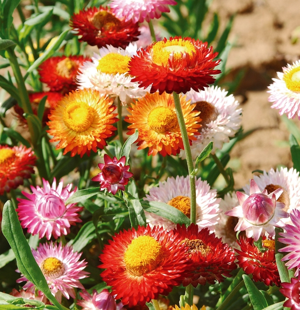 Immortelle à bractées