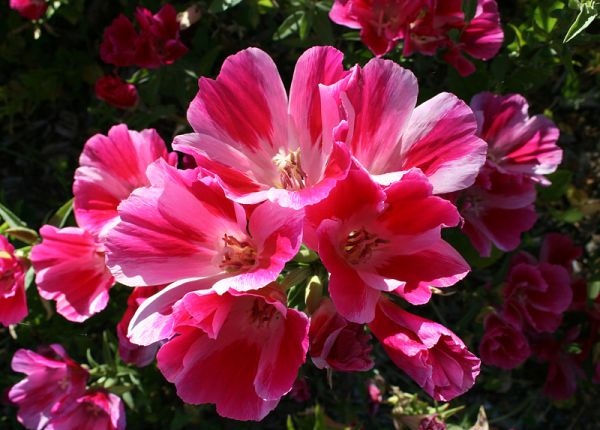 Fleur de satin 