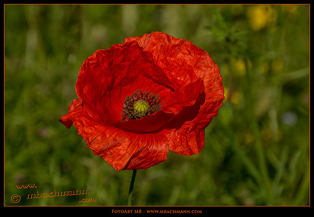 Coquelicot