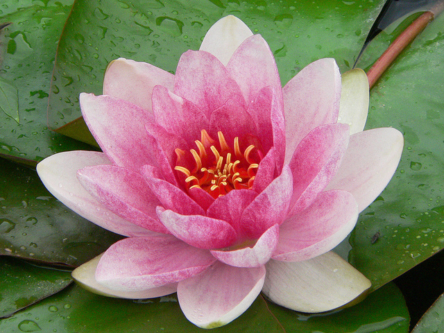 Lotus