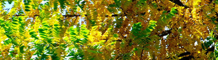 Prunus Nigra