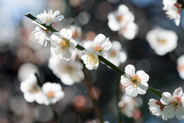 Prunus Mexicana 