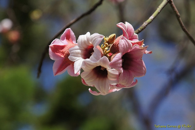 Brachychiton discolor