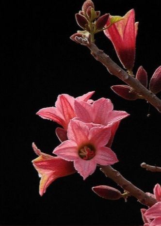 Magnolia de Kobé 