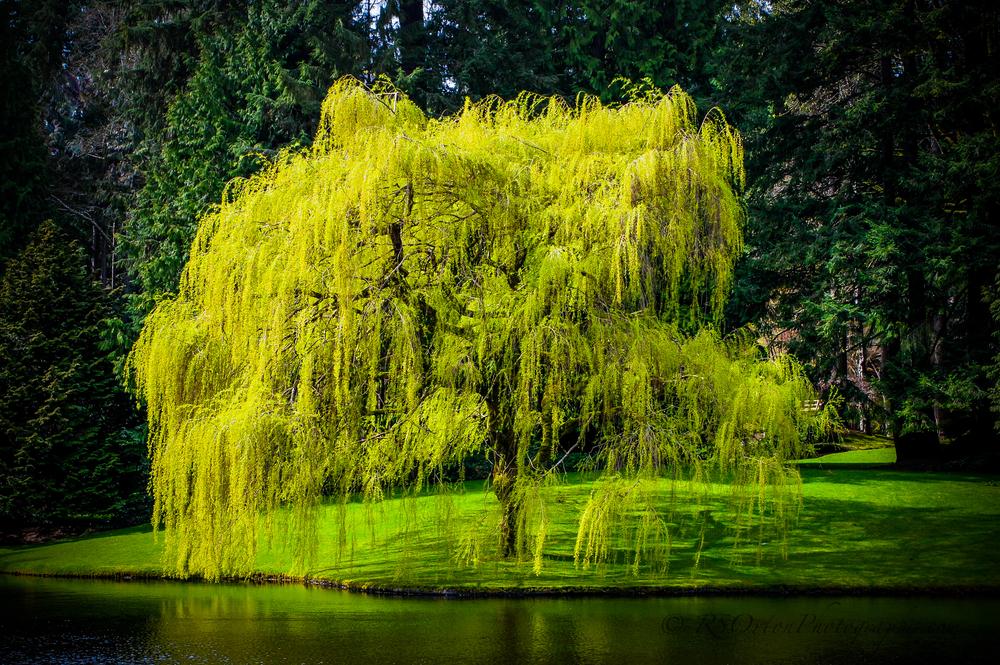 Le saule pleureur
