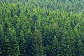 Le Sapin 